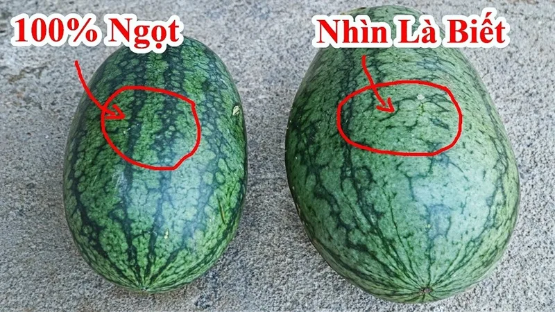 cach chon dua hau ngon bi quyet doc quyen tu nha vuon