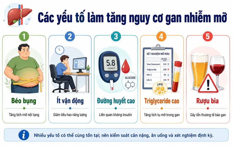 Gan nhiễm mỡ thường liên quan đến béo bụng, kháng insulin, rối loạn lipid máu, ít vận động và sử dụng rượu bia.