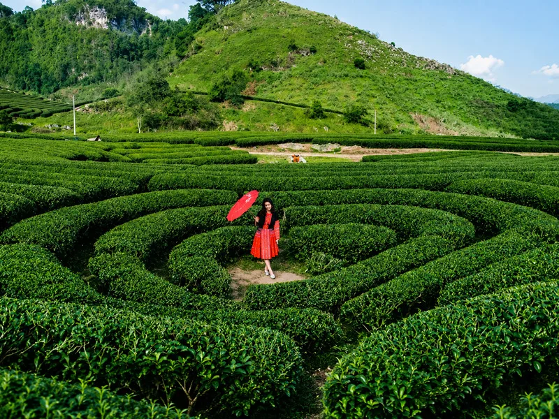 Đồi chè Trái Tim là địa điểm chụp ảnh nổi bật trong hành trình khám phá Mộc Châu